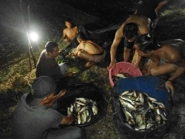 Koptan Tempalo Panen Ikan Patin Perdana