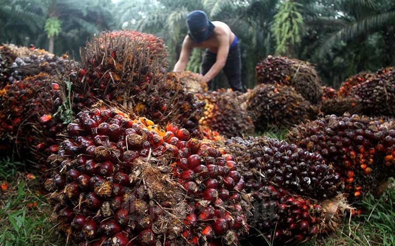 Kabar Baik untuk Petani Sawit di Riau, Harga TBS Naik Mulai Hari Ini