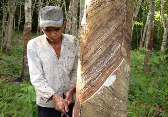 Hujan Tinggi, Petani  Karet Prihatin