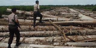 Polsek Amankan Ratusan Keping Papan Illegal Logging