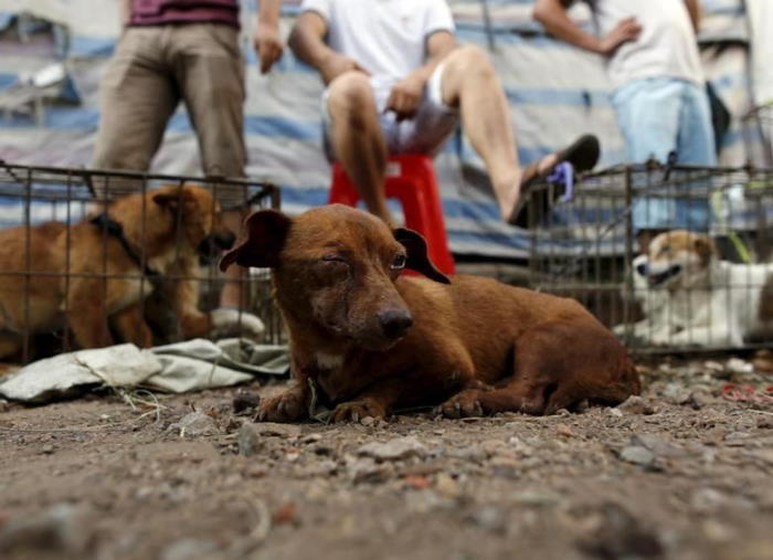 Meski Ada Pandemi, Warga China Tak Sabar Sambut Festival Daging Anjing di Kota Yulin