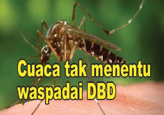 Kasus DBD Mengalami Peningkatan