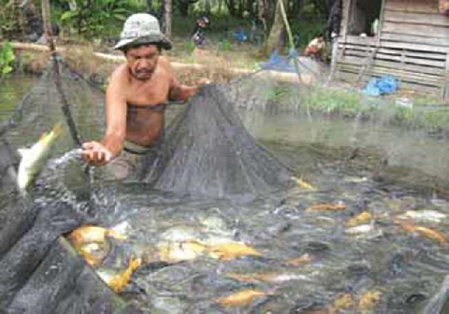Petani Ikan Diminta Waspada Banjir