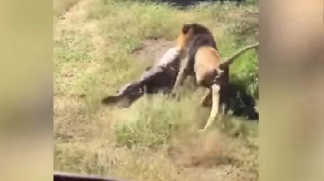 Ngeri, Pemilik Taman Margasatwa Diseret dan Diserang Singa Dewasa