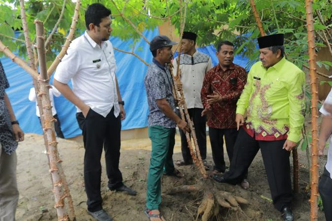 Bernilai Ekonomis, Bupati Siak Ajak Masyarakat Tanam Ubi Kayu