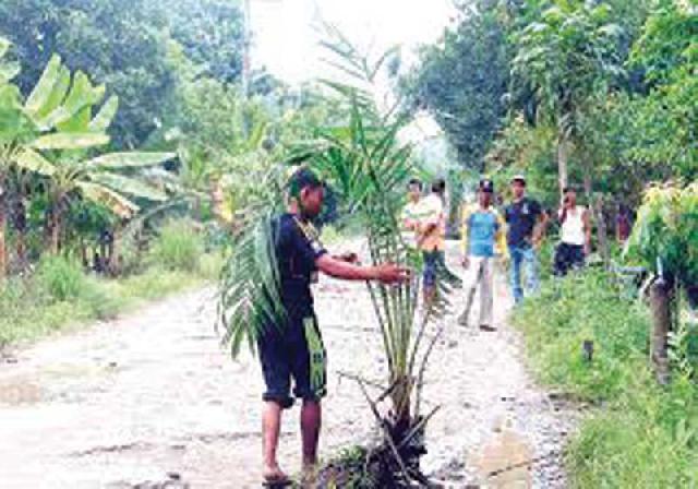 Warga Tanami Sawit  di Badan Jalan