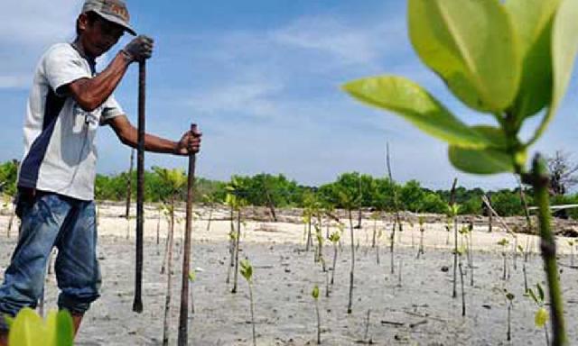 Ajak  Warga Pesisir Jaga Kelestarian Mangrove