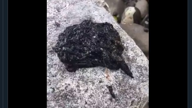 Netizen Digegerkan dengan Kemunculan Makhluk Hitam Mirip Venom