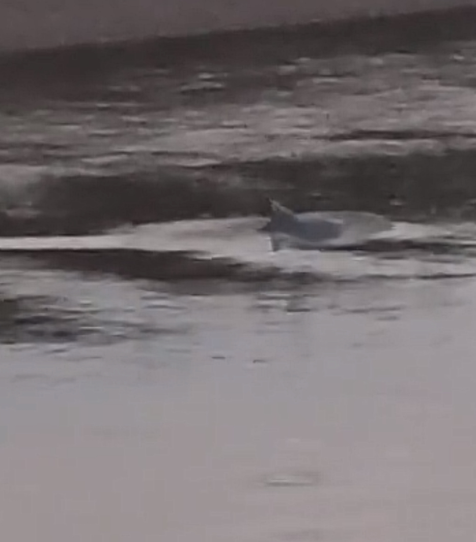 Lumba-lumba Muncul di Sungai Rokan, Bupati Anton Imbau Warga Jangan Tangkap