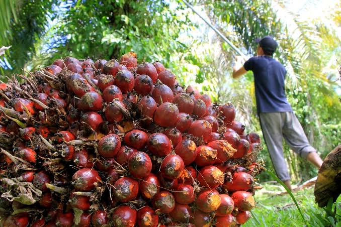 Harga Sawit Petani di Riau Turun Sepekan Kedepan