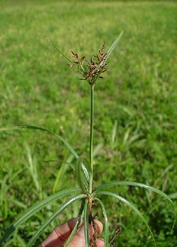 4 Jenis Rumput Liar Ini Bermanfaat Bagi Kesehatan Tubuh