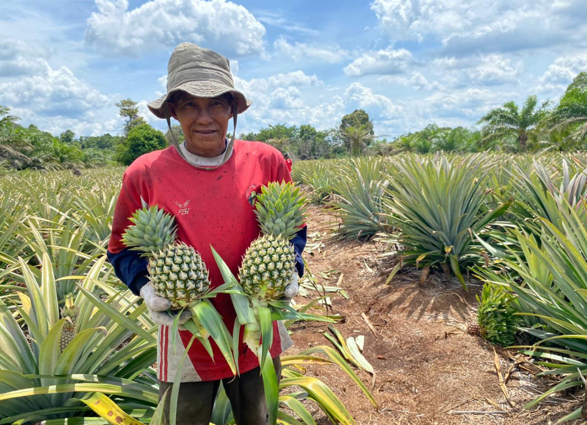 Program CD RAPP Dorong Petani Kuala Panduk Kembangkan Nenas di Tanah Gambut