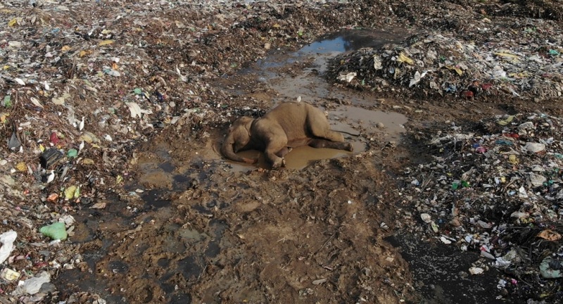 Puluhan Gajah Mati di Sri Langka Akibat Makan Sampah Plastik