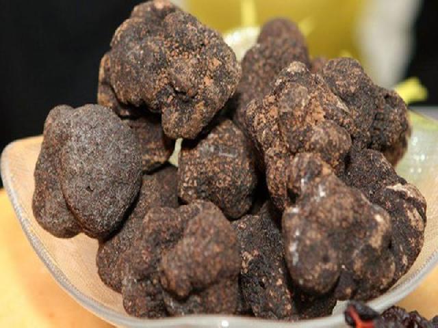 Penemuan jamur Truffle Hitam di Australia sebesar 1,5 kg