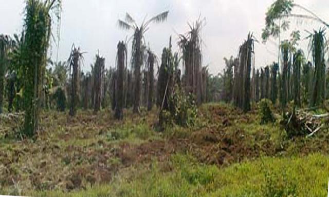 Ribuan Hektare Kebun Kelapa Mati