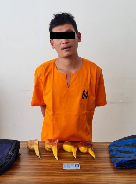 Pengepul Paruh Rangkong Ditangkap, Pria Asal Sumbar Itu Terancam 5 Tahun Kurungan