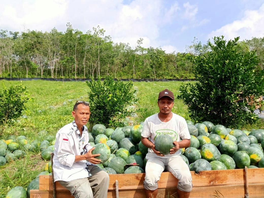 Kegigihan Petani Binaan CD RAPP, Sukses Panen Ribuan Semangka
