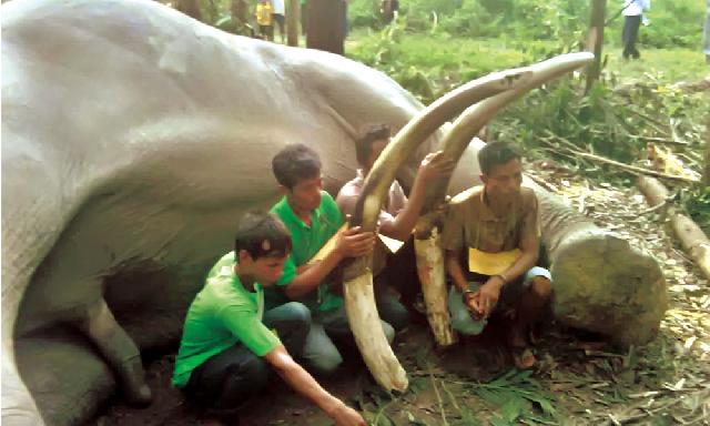 Sekali Tembak, Gajah 5 Ton Langsung Tumbang
