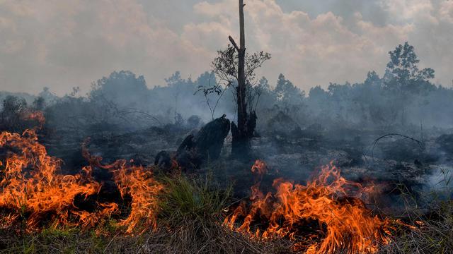 Sejak Januari, Sudah 53 Kali Kebakaran Lahan di Pekanbaru