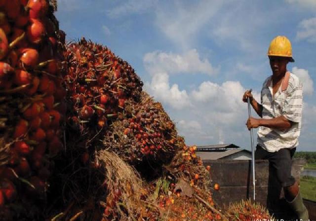 Permintaan CPO Naik