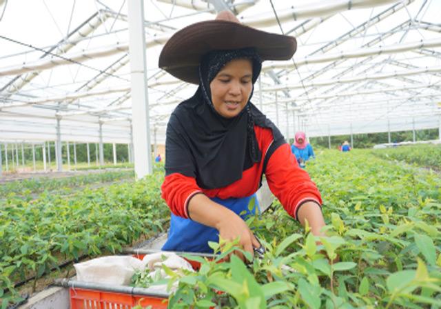 Bekerja Demi Gapai Cita-cita Anak Jadi Guru