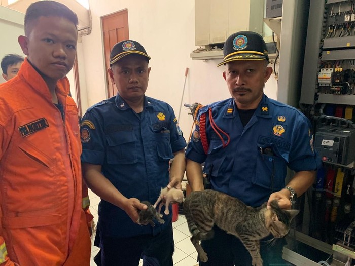 Tiga Ekor Kucing Terjebak di Panel Listrik Rumah Dinas Gubernur Anies