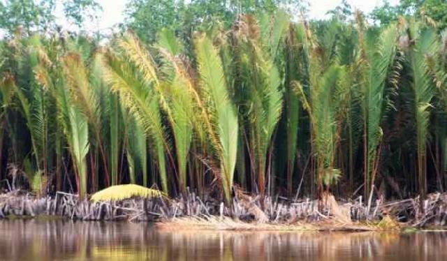 Hasilkan 246.000 Ton Per Tahun, Riau Miliki Potensi Hilirisasi Industri Sagu