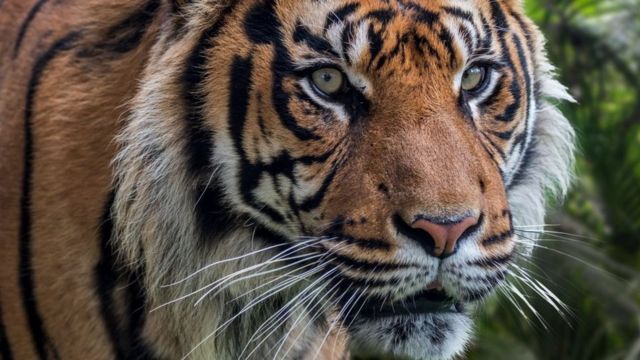 Harimau Sumatra yang Diduga Mangsa Malta Alfarel Ditangkap