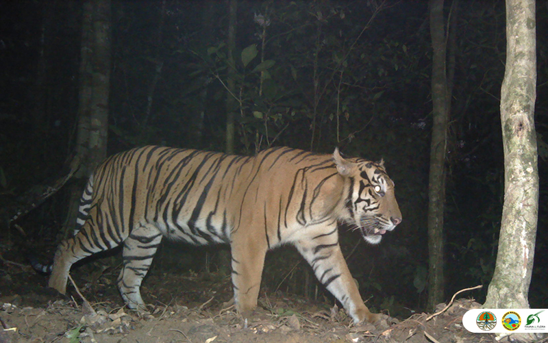 Warga Bengkalis Diserang Harimau Saat Menyadap Karet