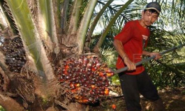 SWP Diduga Panen Sawit Bantuan Pemerintah