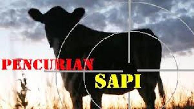 Sapi Warga Digondol Maling