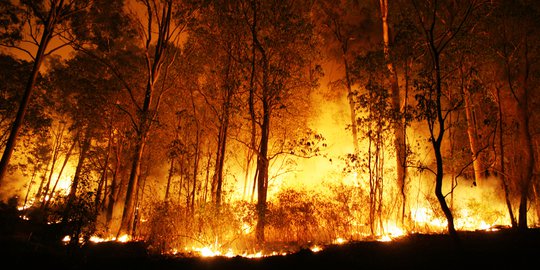 Karhutla Menurun, Desa di Riau Siapkan Anggaran Waspada Kebakaran