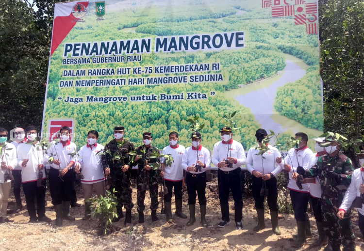 Eksploitasi Sebabkan Abrasi, Gubri Bersama Kapolda Tanam Mangrove di Dumai