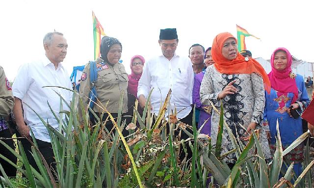 Mensos: Raskin di Riau tak Layak