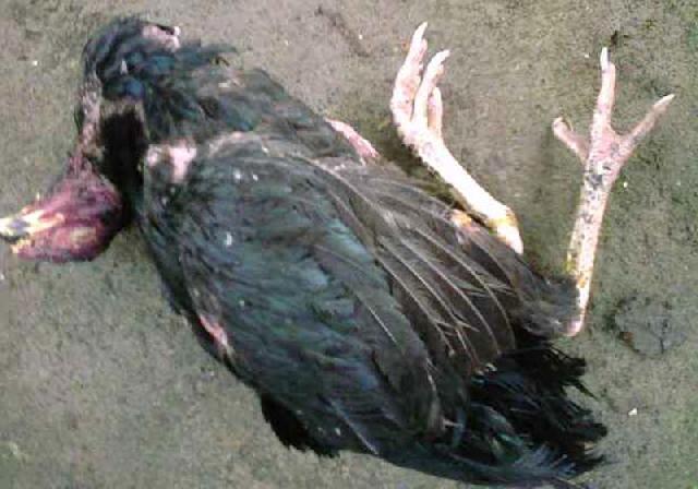 Belasan Ekor Ayam Mati Mendadak