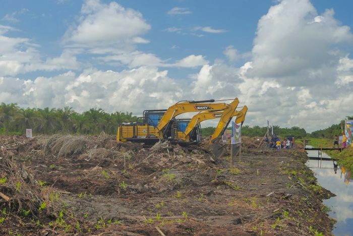 BPDPKS Sudah Salurkan Rp 850 Miliar Untuk Replanting Sawit Masyarakat Riau