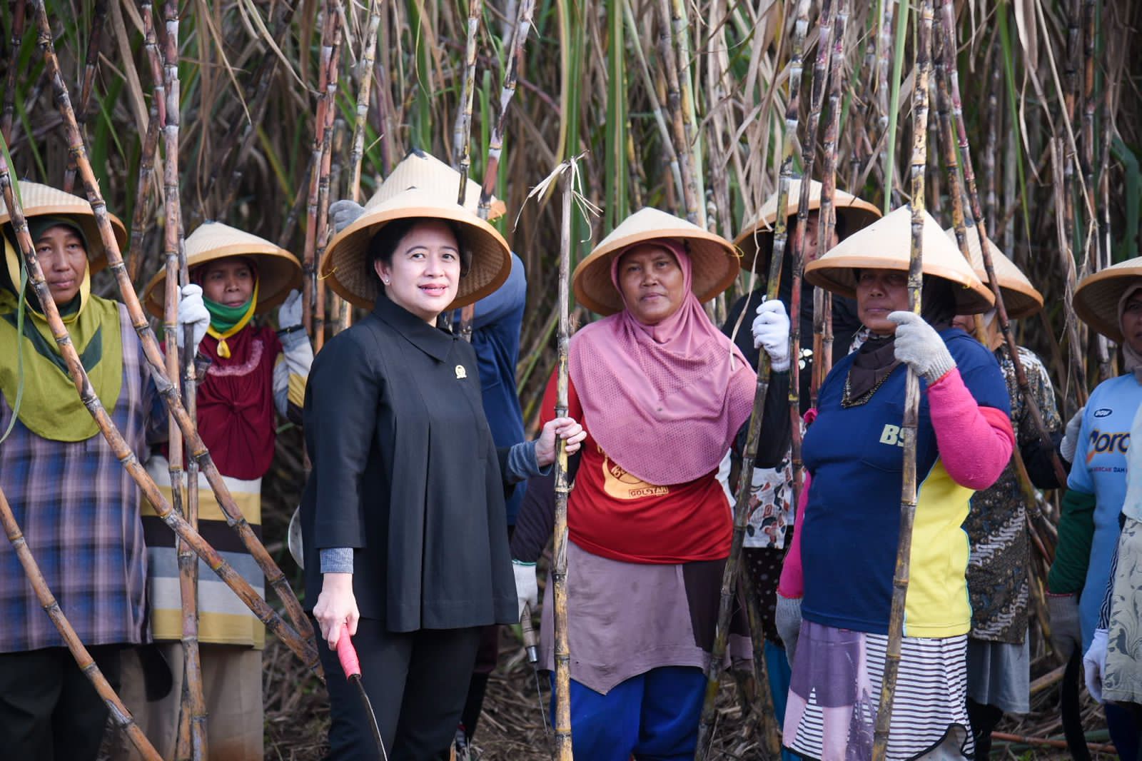 Puan Maharani Panen Tebu di Cirebon, Petani Sampaikan Harapan Manis
