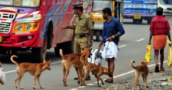 Pihak Berwenang India Tangkap Anjing Liar