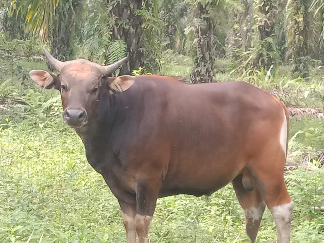 Sapi Bali Kurban Bupati Rohul Anton Berbobot 400 Kg