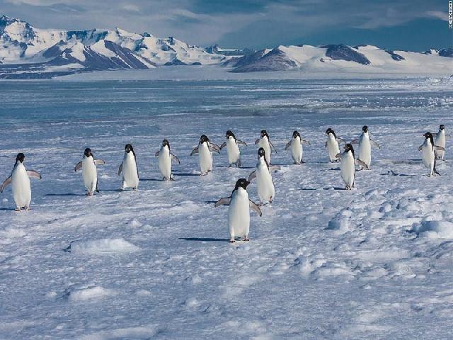5 Tempat Habitat Asli Penguin