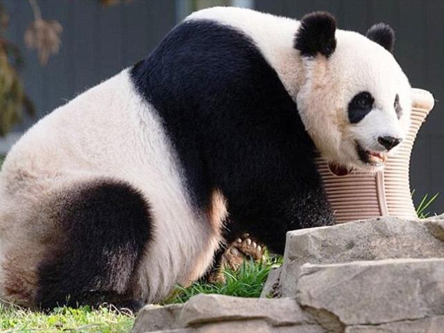 Panda Raksasa di Hongkong Tutup Usia