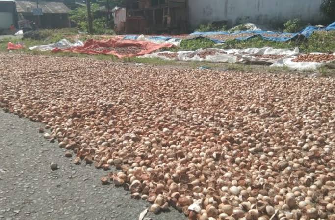 Harga Pinang di Riau Pekan Ini Turun, Kelapa-Kopra Tetap