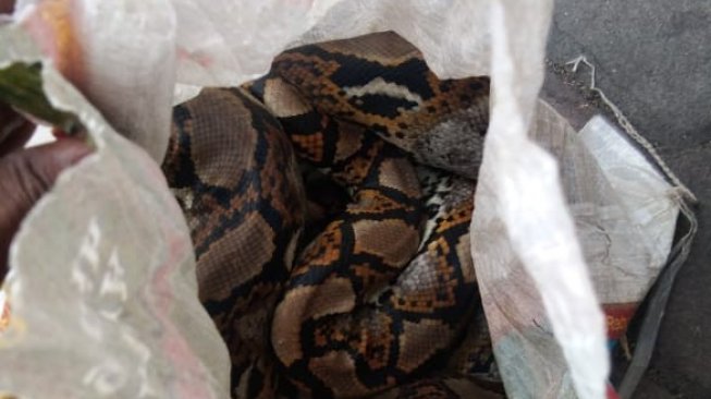 Heboh, Asrama Mahasiswa Papua di Surabaya Dilempar Ular Piton