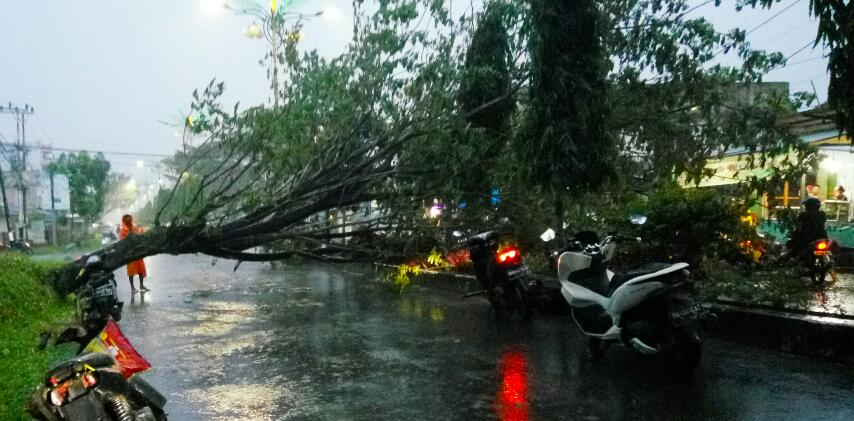 Saat Melintas di Jalan Depan Kantor Bupati Inhil, Pengendara Motor Tertimpa Pohon Tumbang