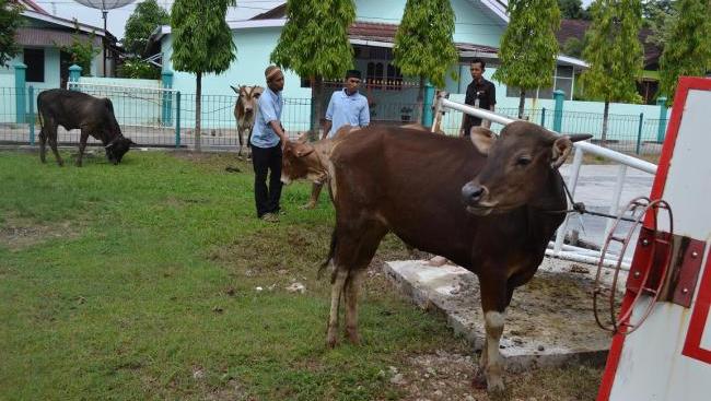 Berbagi di Hari Raya Idul Adha, Wilmar Dumai Salurkan Empat Sapi Kurban ke Masyarakat