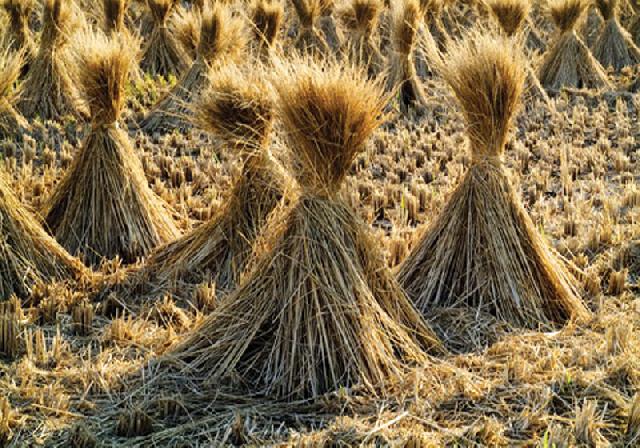 Lebih Banyak Sampah Batang Padi daripada Isi