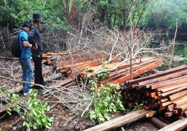 Cukong Illegal Logging Masih Bebas Beraksi