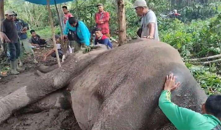 Polda Riau Periksa 12 Saksi untuk Ungkap Kematian Gajah Rahman