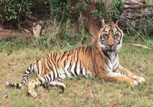 Harimau Sumatera Tertua Disuntik Mati