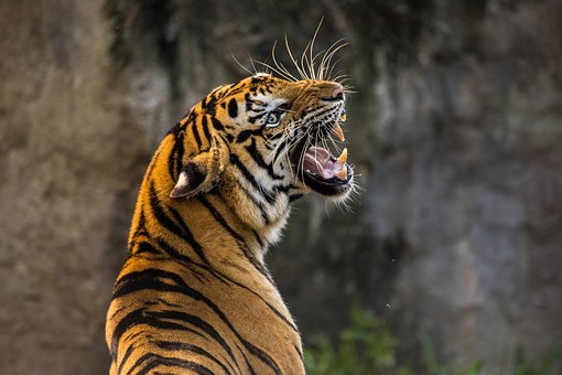 Harimau Serang Anak 12 Tahun hingga Tewas di Areal Perusahaan di Riau